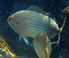 Sarpa salpa (Salema)