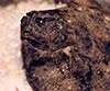 Scophthalmus maximus (Rodaballo)