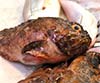 Scorpaena porcus
