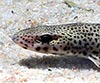 Scyliorhinus canicula (Pintarroja, gata)