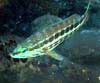 Serranus cabrilla (Cabrilla)