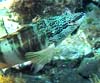 Serranus scriba, serrano