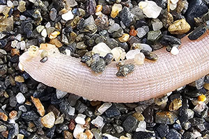 Siounculus nudus, gusado de arena marino