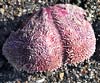Spatangus purpureus (Erizo de corazón
