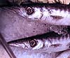 Sphyraena sphyraena (Barracuda)