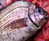 Spondyliosoma cantharus (Chopa)