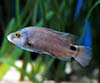 Symphodus meditarrenus (Vaqueta)