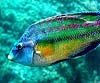 Symphodus tinca /Crenilabrus tinca (Peto)