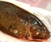 Synaptura lusitanica lusitanica (Lenguado portugues)