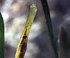 Syngnathus typhle (Agujón)