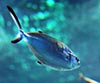 Trachinotus ovatus (Palometa chica)