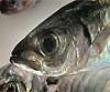 Trachurus trachurus (Jurel, Chicharro)