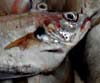 Trisopterus luscus (Faneca)