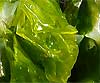 Ulva lactuca (Lechuga de mar)
