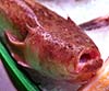 Uranoscopus scaber (Pez sapo)