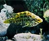 Symphodus roissali / (Tordo)