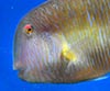 Xyrichthys novacula (Pejepeine)