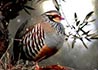 Alectoris rufa (Perdiz roja)