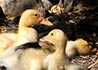 Patos domésticos