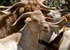 Capra hircus (Cabra doméstica / Goat)