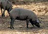 Sus scrofa (Cerdo, puerco, cochino, marrano, guarro /Pig / Porc)