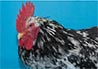 Pita pinta, gallina asturiana