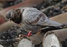 Columba livia (Paloma)
