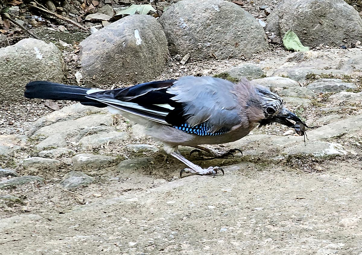 garrulus-glandarius lucanus-barbarossa