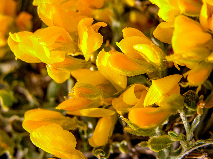genista-sagittalis-undulata genista-sagittalis-undulata
