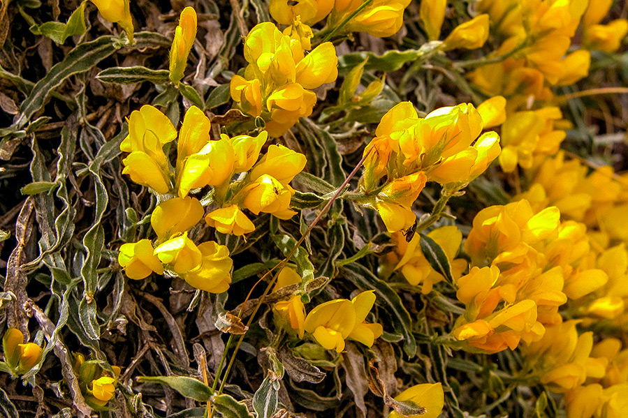 genista-sagittalis-undulata genista-sagittalis-undulata
