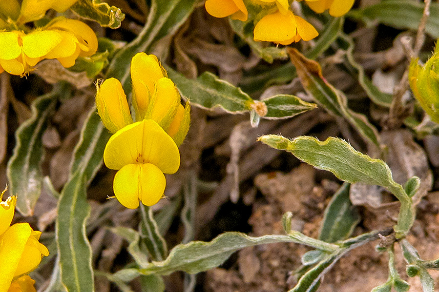 genista-sagittalis-undulata genista-sagittalis-undulata