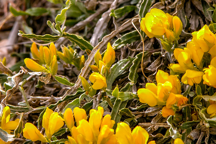 genista-sagittalis-undulata genista-sagittalis-undulata