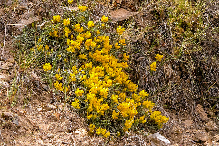 genista-sagittalis-undulata genista-sagittalis-undulata