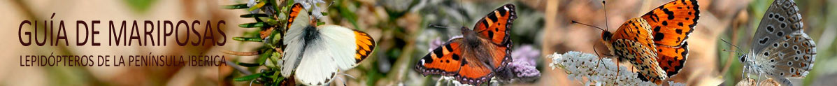 Guía de mariposas en Waste Magazine