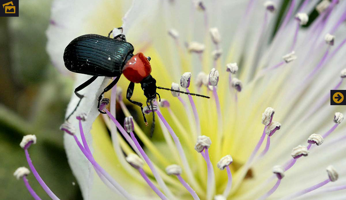 Guía de Insectos
