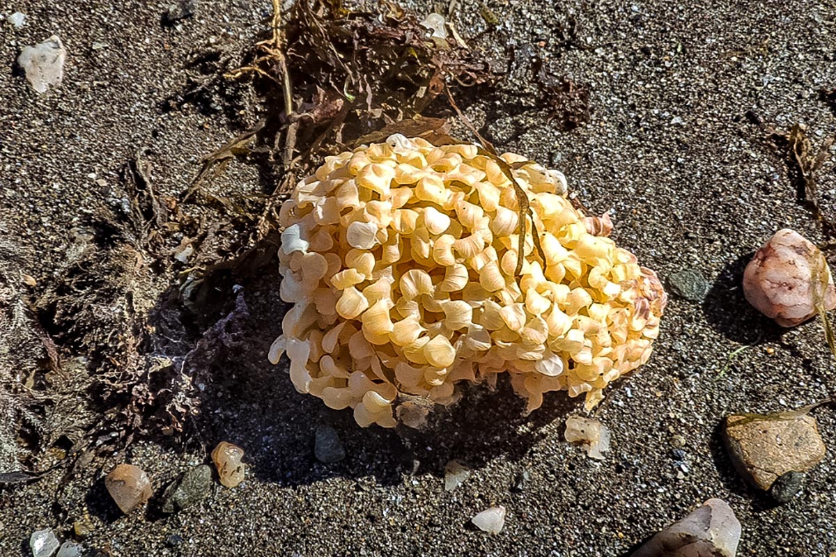 Hexaplex trunculus huevos