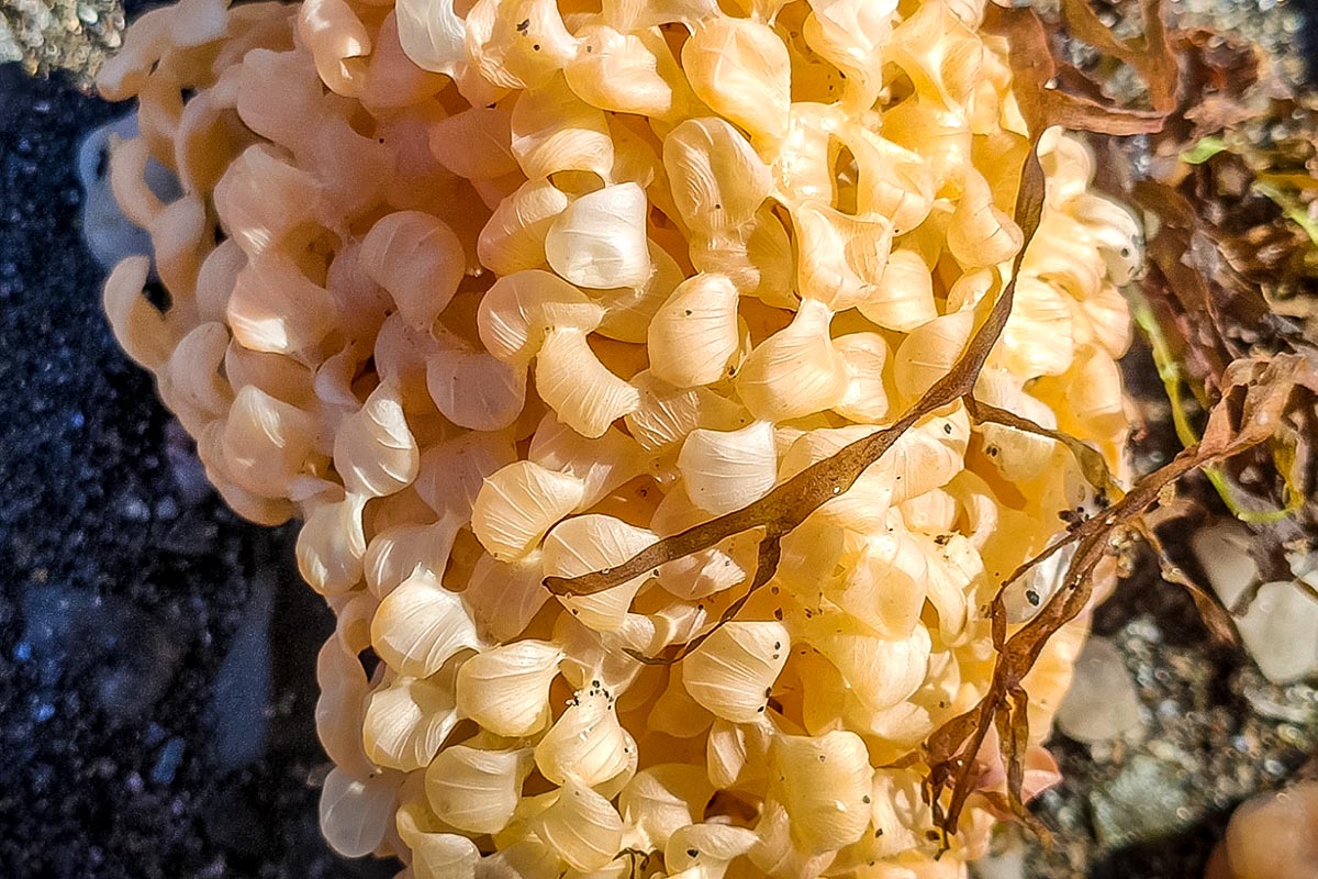 Hexaplex trunculus huevos