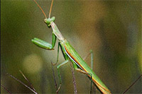 Guía de Insectos