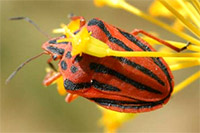 Guía de Insectos