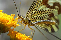 Guía de Insectos