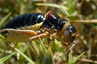 Guía de Insectos