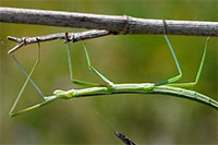 Guía de Insectos