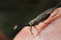 Guía de Insectos