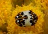 Anthrenus (Anthrenus) pimpinellae