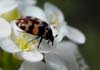 Attagenus trifasciatus