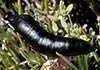 Berberomeloe majalis (Aceitera)