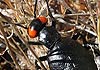 Berberomeloe insignis