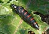Berberomeloe majalis (Aceitera)