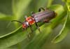 Cantharis (Cantharis) fusca