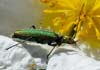 Chrysanthia viridissima